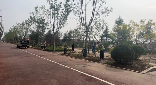 春季好时节、绿化正当时----ag旗舰厅官网咨询监理的淄博市快速路四标进行绿化施工